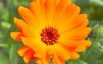 Calendula – A Must Have for Your Doggie First Aid Kit