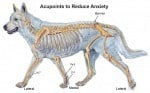 Canine Anxiety Acupressure Session