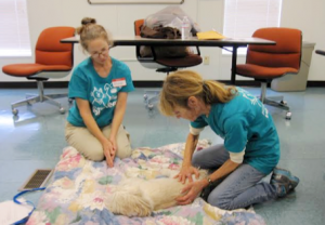 Animal massage at animal shelters
