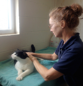 Massaging a cat at an animal shelter