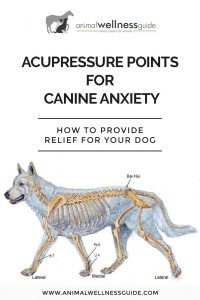 Acupressure Points for Canine Anxiety | Animal Wellness Guide