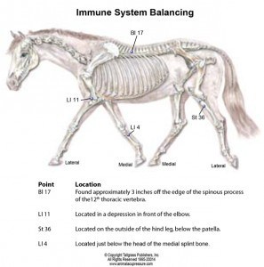 Boost your horse's immune system with acupressure