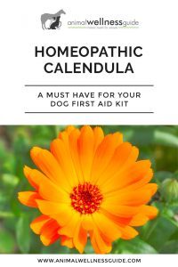 Calendula – A Must Have for Your Doggie First Aid Kit Animal Wellness Guide
