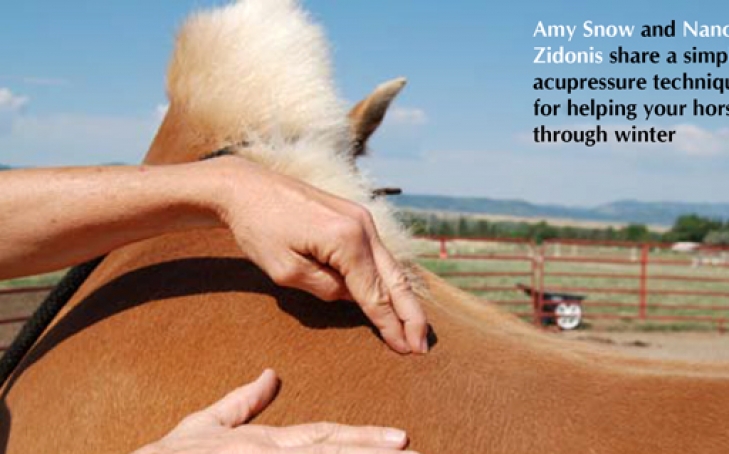 Boost Your Horse’s Immune System with Acupressure