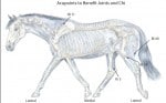 Your Horse’s Joints and Chi