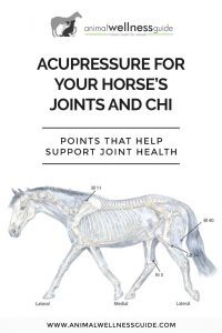 Acupressure for Your Horse’s Joints and Chi Animal Wellness Guide