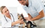 How Offering Acupressure And Other Alternative Modalities Can Benefit Your Animal Clinic As Well As Your Patients