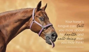 equine tongue