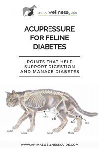 Acupressure for Feline Diabetes Animal Wellness Guide