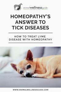How to treat Lyme disease with homeopathy by Animal Wellness Guide