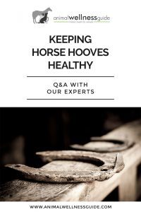 Keeping Horse Hooves Healthy: Barefoot or Not Animal Wellness Guide