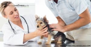 Offering Acupressure And Other Alternative Modalities Benefits Your Animal Clinic And Your Patients Animal Wellness Guide