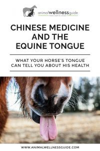 Chinese Medicine and the Equine Tongue Animal Wellness Guide