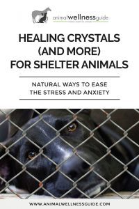 Healing Crystals for Shelter Animals Animal Wellness Guide
