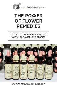 The Power of Flower Remedies Animal Wellness Guide