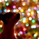 6 Easy Ways to Make the Holidays More Mindful Animal Wellness Guide
