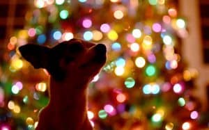 6 Easy Ways to Make the Holidays More Mindful Animal Wellness Guide