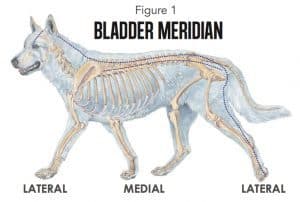 Canine Acupressure Bladder Meridian chart Animal Wellness