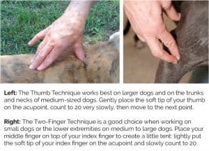 Acupressure techniques - How to perform acupressure | Animal Wellness Guide