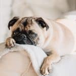 Boost Your Dog's Immune System with Acupressure | Animal Wellness Guide