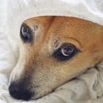 Signs of stress in dogs | Animal Wellness Guide