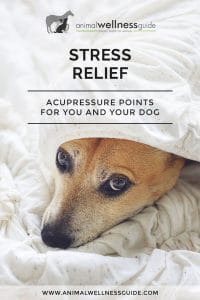 Stress Relief Acupressure Points for You and Your Dog | Animal Wellness Guide